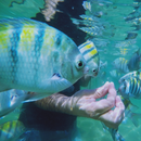 Passeio de Jangada nas Piscinas Naturais de Pajuçara